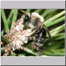 Stylops melittae - Faecherfluegler m16 5mm an Andrena vaga.jpg